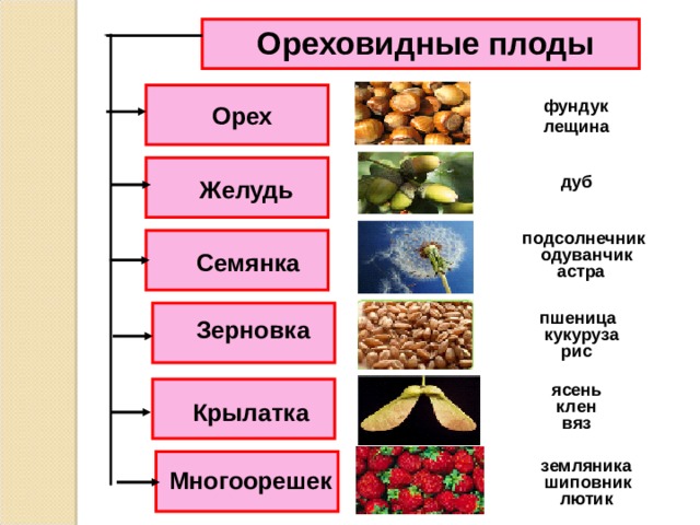 Ореховидные плоды фундук Орех лещина дуб Желудь подсолнечник одуванчик Семянка астра пшеница Зерновка кукуруза рис ясень клен Крылатка вяз земляника Многоорешек шиповник лютик 