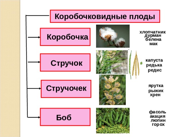 Коробочковидные плоды хлопчатник Коробочка дурман белена мак капуста Стручок редька редис ярутка Стручочек рыжик хрен фасоль Боб акация люпин горох 