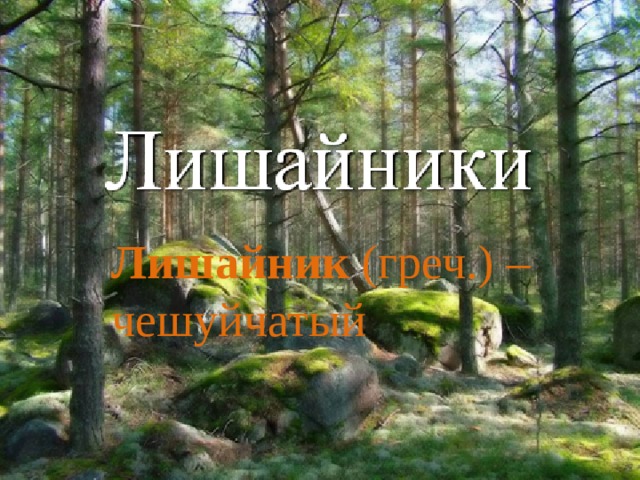 Лишайник (греч.) – чешуйчатый 