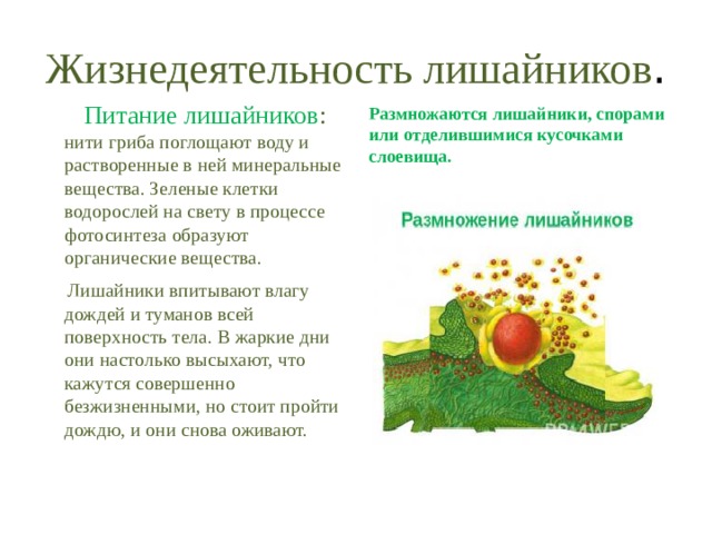 Жизнедеятельность лишайников .  Питание лишайников : нити гриба поглощают воду и растворенные в ней минеральные вещества. Зеленые клетки водорослей на свету в процессе фотосинтеза образуют органические вещества.  Лишайники впитывают влагу дождей и туманов всей поверхность тела. В жаркие дни они настолько высыхают, что кажутся совершенно безжизненными, но стоит пройти дождю, и они снова оживают. Размножаются лишайники, спорами или отделившимися кусочками слоевища. 