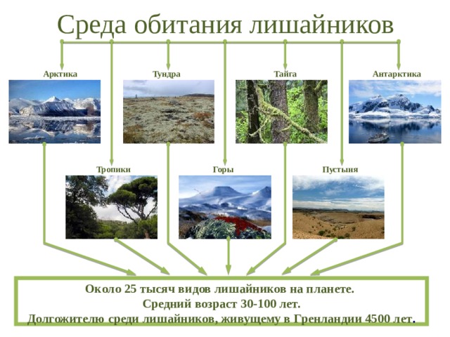 Среда обитания лишайников Тундра Антарктика Арктика Тайга Горы Пустыня Тропики Около 25 тысяч видов лишайников на планете.  Средний возраст 30-100 лет.  Долгожителю среди лишайников, живущему в Гренландии 4500 лет . 