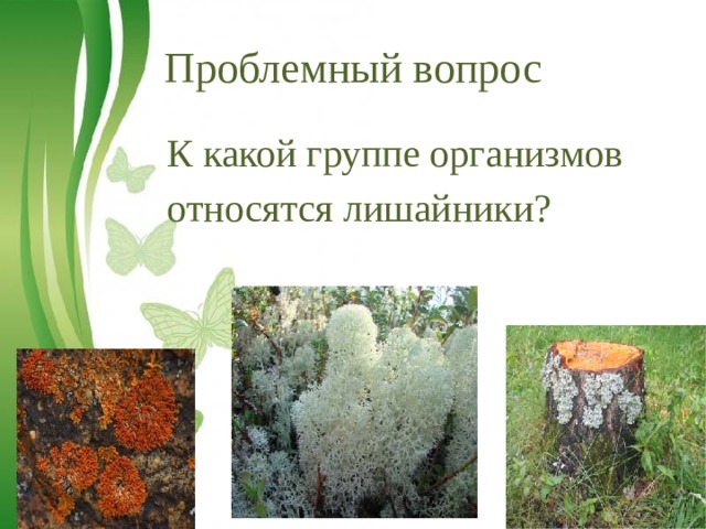 Проблемный вопрос К какой группе организмов относятся лишайники? 