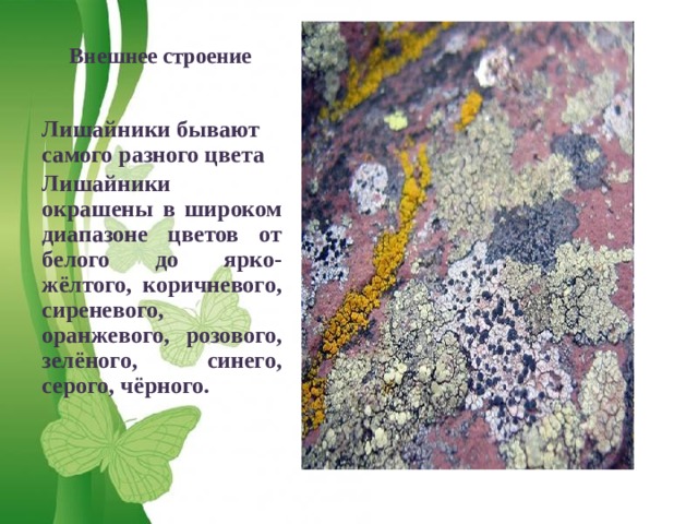  Внешнее строение Лишайники бывают самого разного цвета Лишайники окрашены в широком диапазоне цветов от белого до ярко-жёлтого, коричневого, сиреневого, оранжевого, розового, зелёного, синего, серого, чёрного. 