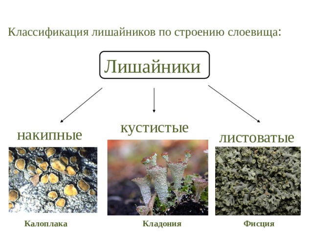 Классификация лишайников по строению слоевища : Лишайники кустистые накипные листоватые Калоплака Фисция Кладония 