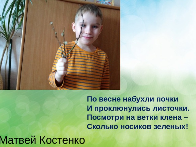 По весне набухли почки И проклюнулись листочки. Посмотри на ветки клена – Сколько носиков зеленых! Матвей Костенко 