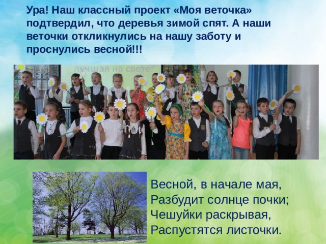 Ура! Наш классный проект «Моя веточка» подтвердил, что деревья зимой спят. А наши веточки откликнулись на нашу заботу и проснулись весной!!! Весной, в начале мая, Разбудит солнце почки; Чешуйки раскрывая, Распустятся листочки. 