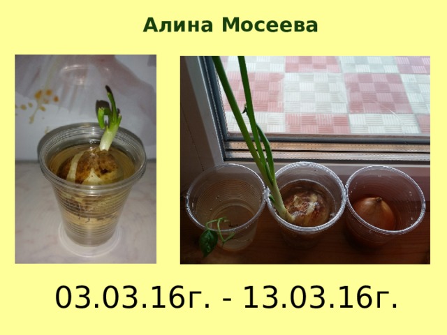 Алина Мосеева 03.03.16г. - 13.03.16г. 