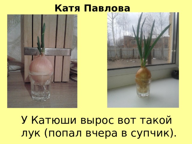 Катя Павлова У Катюши вырос вот такой лук (попал вчера в супчик). 