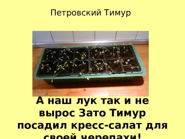 Петровский Тимур А наш лук так и не вырос Зато Тимур посадил кресс-салат для своей черепахи! 