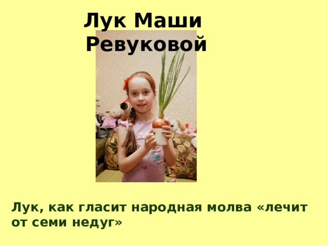 Лук Маши Ревуковой Лук, как гласит народная молва «лечит от семи недуг» 
