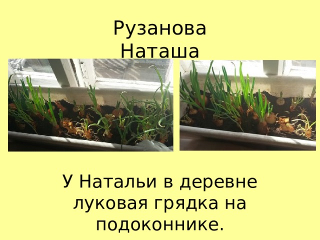 Рузанова Наташа У Натальи в деревне луковая грядка на подоконнике. 