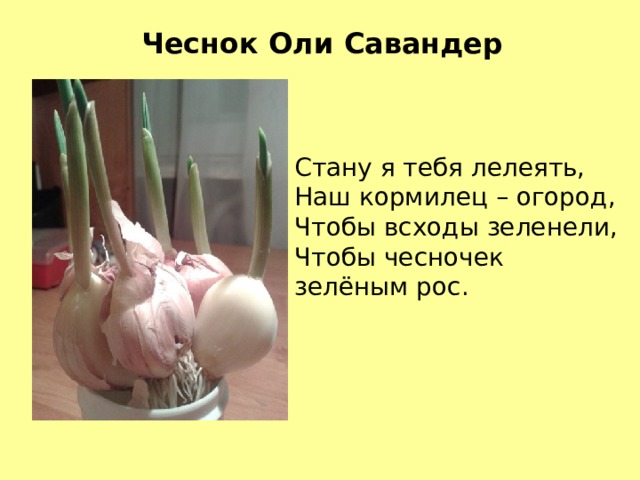 Чеснок Оли Савандер Стану я тебя лелеять, Наш кормилец – огород, Чтобы всходы зеленели, Чтобы чесночек зелёным рос. 