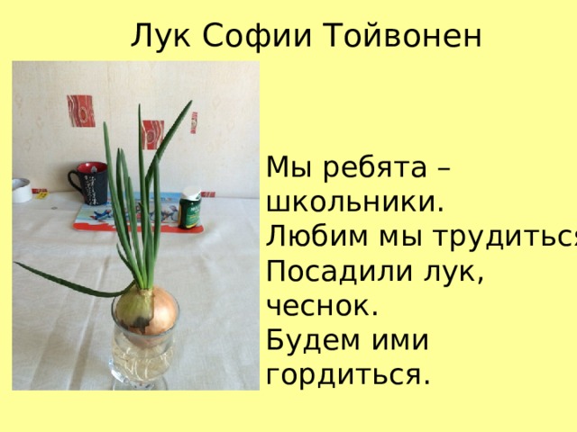 Лук Софии Тойвонен Мы ребята – школьники.  Любим мы трудиться.  Посадили лук, чеснок.  Будем ими гордиться. 
