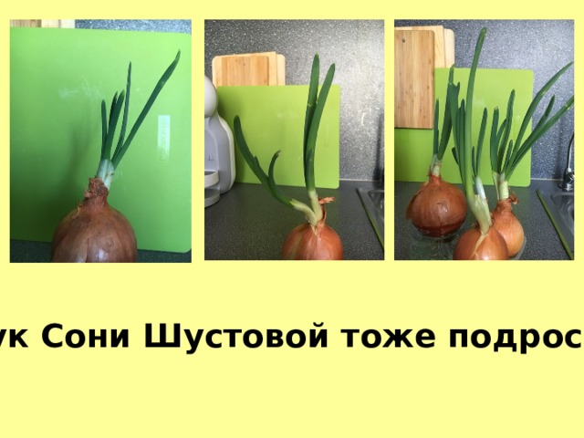 Лук Сони Шустовой тоже подрос :) 