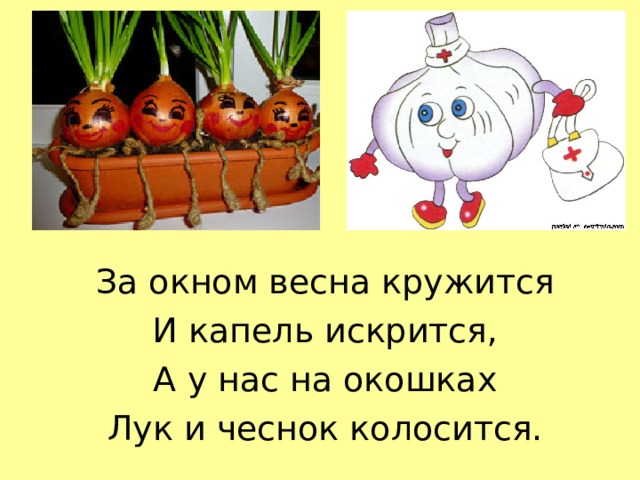 За окном весна кружится И капель искрится, А у нас на окошках Лук и чеснок колосится. 