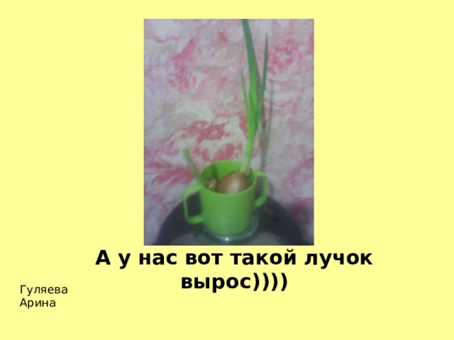 А у нас вот такой лучок вырос)))) Гуляева Арина 