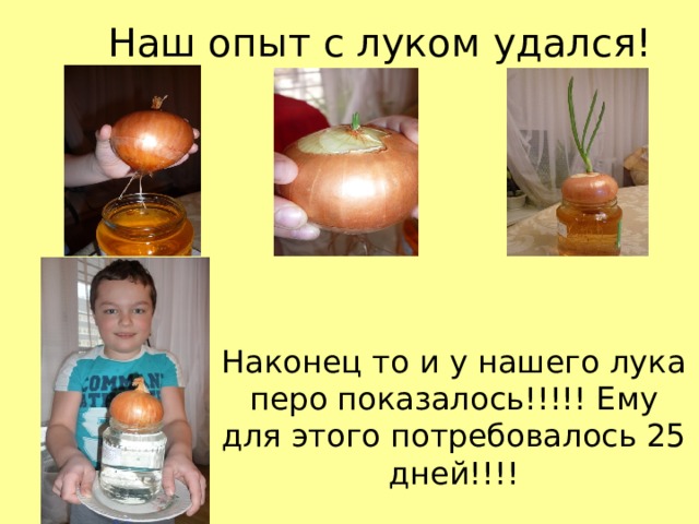 Наш опыт с луком удался! Наконец то и у нашего лука перо показалось!!!!! Ему для этого потребовалось 25 дней!!!! 