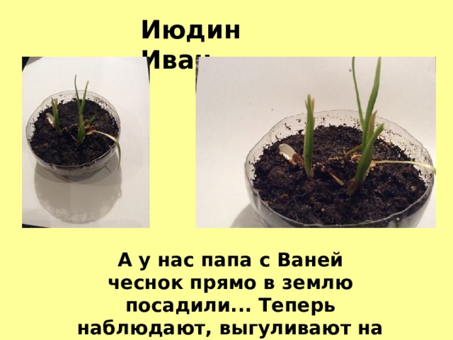 Июдин Иван А у нас папа с Ваней чеснок прямо в землю посадили... Теперь наблюдают, выгуливают на солнце. 