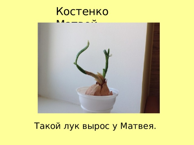 Костенко Матвей Такой лук вырос у Матвея. 