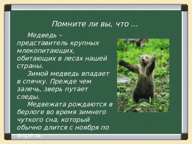 Загадка Вперевалку зверь идет По малину и по мед. Любит сладкое он очень. А когда приходит осень, Лезет в яму до весны, Где он спит и видит сны.  Ответ: Медведь    Помните ли вы, что …  Медведь – представитель крупных млекопитающих, обитающих в лесах нашей страны.  Зимой медведь впадает в спячку. Прежде чем залечь, зверь путает следы.  Медвежата рождаются в берлоге во время зимнего чуткого сна, который обычно длится с ноября по апрель. 