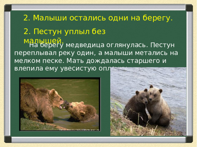 2. Малыши остались одни на берегу. 2. Пестун уплыл без малышей.  На берегу медведица оглянулась. Пестун переплывал реку один, а малыши метались на мелком песке. Мать дождалась старшего и влепила ему увесистую оплеуху. 