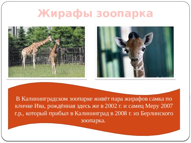Жирафы зоопарка В Калининградском зоопарке живёт пара жирафов самка по кличке Ива, рождённая здесь же в 2002 г. и самец Меру 2007 г.р., который прибыл в Калининград в 2008 г. из Берлинского зоопарка. 