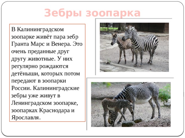 Зебры зоопарка В Калининградском зоопарке живёт пара зебр Гранта Марс и Венера. Это очень преданные друг другу животные. У них регулярно рождаются детёныши, которых потом передают в зоопарки России. Калининградские зебры уже живут в Ленинградском зоопарке, зоопарках Краснодара и Ярославля. 
