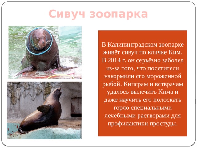 Сивуч зоопарка В Калининградском зоопарке живёт сивуч по кличке Ким. В 2014 г. он серьёзно заболел из-за того, что посетители накормили его мороженной рыбой. Киперам и ветврачам удалось вылечить Кима и даже научить его полоскать горло специальными лечебными растворами для профилактики простуды. 