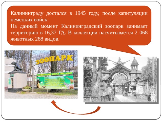 Калининграду достался в 1945 году, после капитуляции немецких войск. На данный момент Калининградский зоопарк занимает территорию в 16,37 ГА. В коллекции насчитывается 2 068 животных 288 видов. 