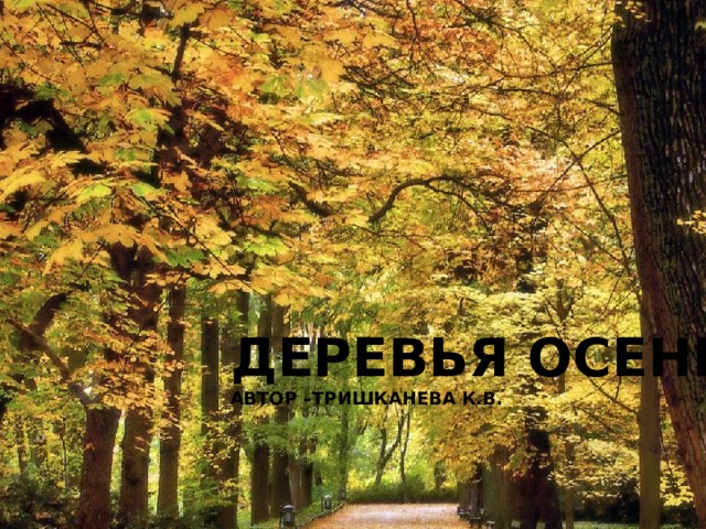 ДЕРЕВЬЯ ОСЕНЬЮ АВТОР –ТРИШКАНЕВА К.В. 