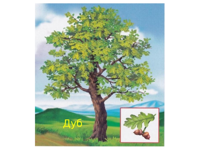 Дуб 
