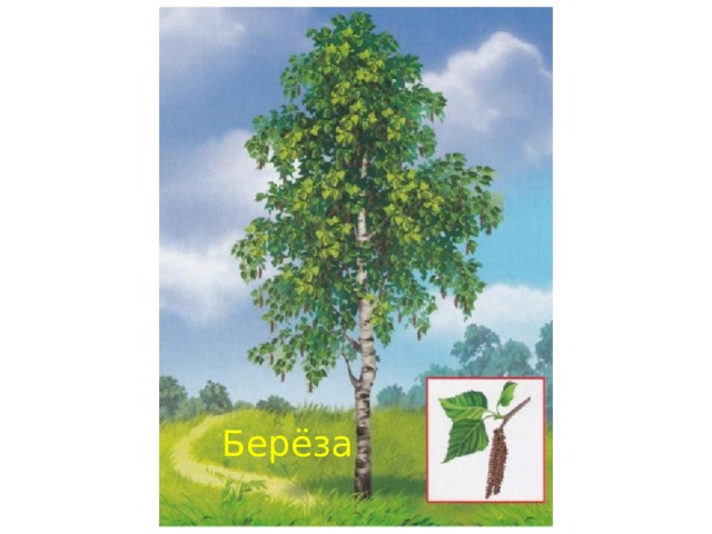 Берёза 