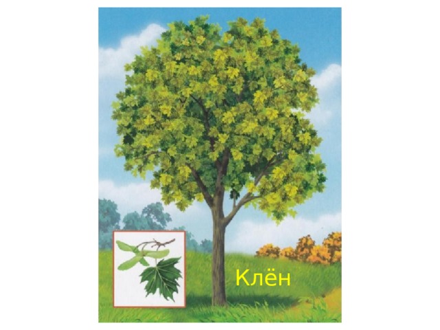 Клён 
