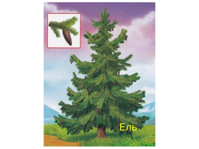 Ель 