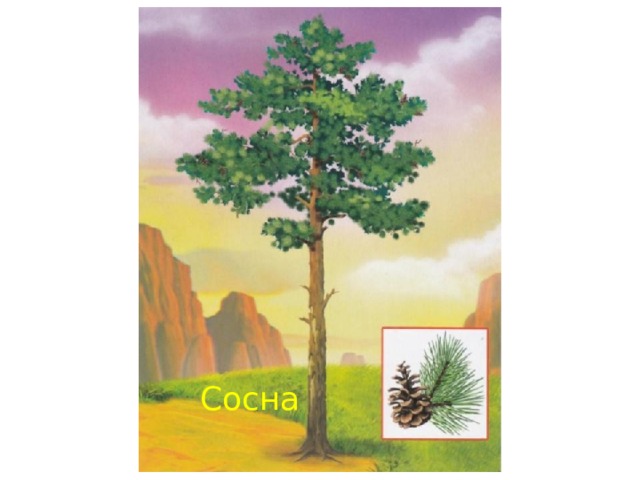 Сосна 