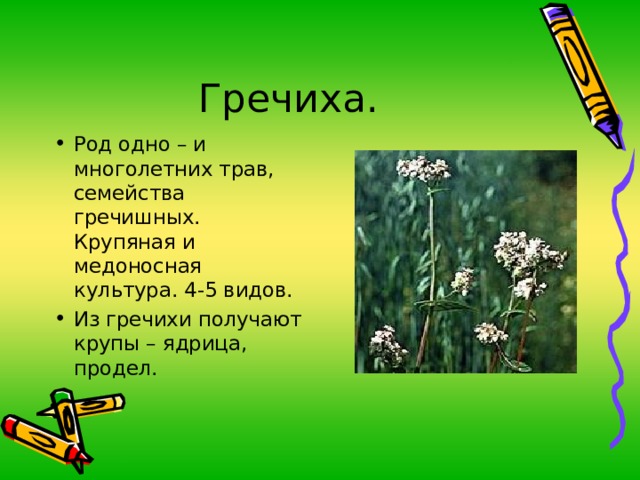 Род одно – и многолетних трав, семейства гречишных. Крупяная и медоносная культура. 4-5 видов. Из гречихи получают крупы – ядрица, продел.  