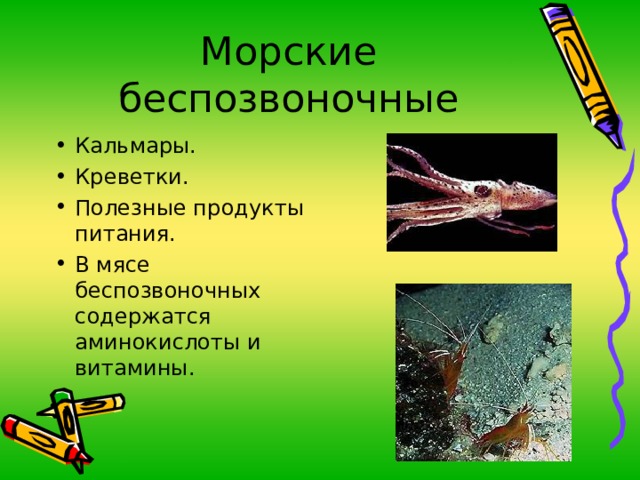 Кальмары. Креветки. Полезные продукты питания. В мясе беспозвоночных содержатся аминокислоты и витамины. 