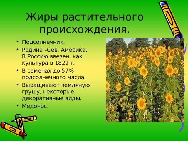 Жиры растительного происхождения. Подсолнечник. Родина –Сев. Америка. В Россию ввезен, как культура в 1829 г. В семенах до 57% подсолнечного масла. Выращивают земляную грушу, некоторые декоративные виды. Медонос. 