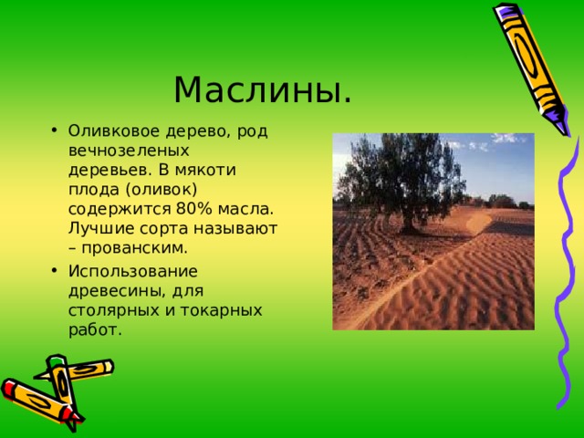 Оливковое дерево, род вечнозеленых деревьев. В мякоти плода (оливок) содержится 80% масла. Лучшие сорта называют – прованским. Использование древесины, для столярных и токарных работ. 