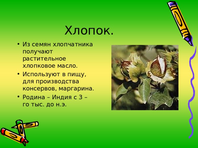 Из семян хлопчатника получают растительное хлопковое масло. Используют в пищу, для производства консервов, маргарина. Родина – Индия с 3 – го тыс. до н.э. 