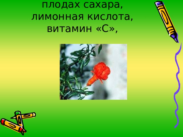 Цветок граната. В плодах сахара, лимонная кислота, витамин «С», 