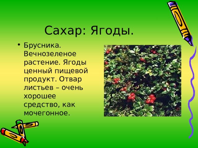 Брусника. Вечнозеленое растение. Ягоды ценный пищевой продукт. Отвар листьев – очень хорошее средство, как мочегонное. 