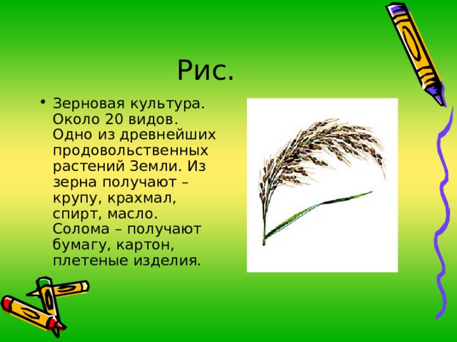 Зерновая культура. Около 20 видов. Одно из древнейших продовольственных растений Земли. Из зерна получают – крупу, крахмал, спирт, масло. Солома – получают бумагу, картон, плетеные изделия. 