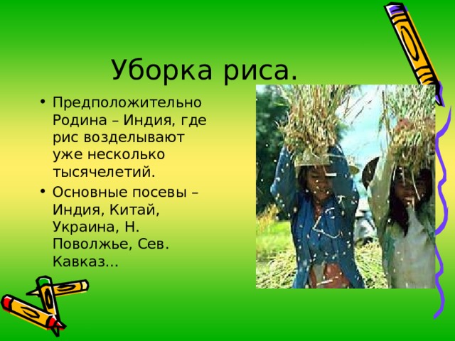 Предположительно Родина – Индия, где рис возделывают уже несколько тысячелетий. Основные посевы – Индия, Китай, Украина, Н. Поволжье, Сев. Кавказ… 