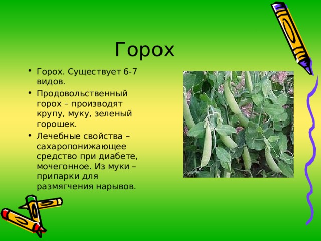 Горох. Существует 6-7 видов. Продовольственный горох – производят крупу, муку, зеленый горошек. Лечебные свойства – сахаропонижающее средство при диабете, мочегонное. Из муки – припарки для размягчения нарывов. 
