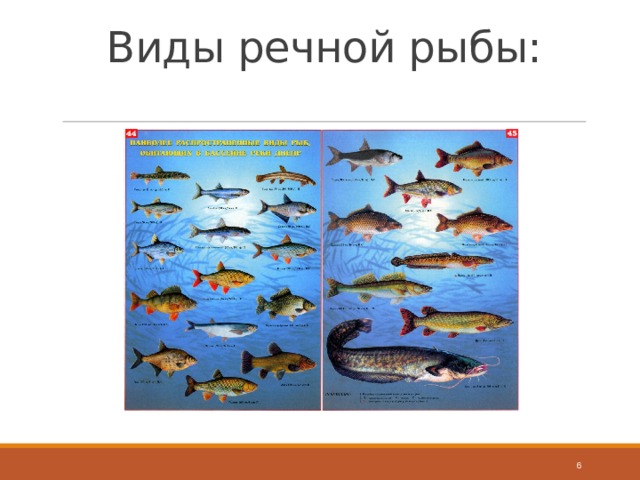 Виды речной рыбы:  