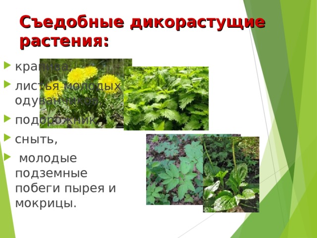 Съедобные дикорастущие растения: крапива, листья молодых одуванчиков, подорожник, сныть,  молодые подземные побеги пырея и мокрицы. 
