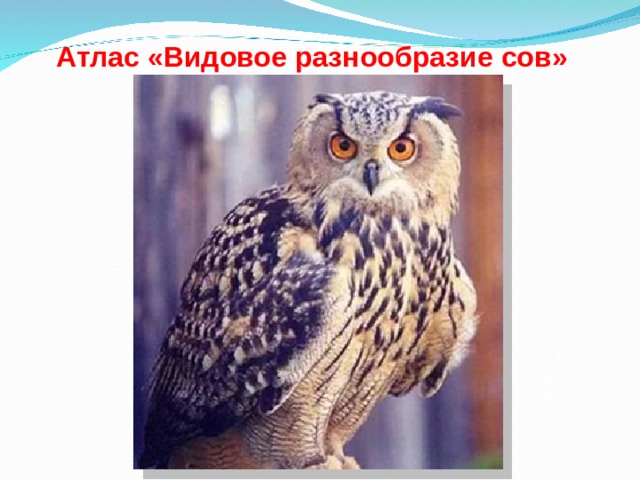Атлас «Видовое разнообразие сов» 