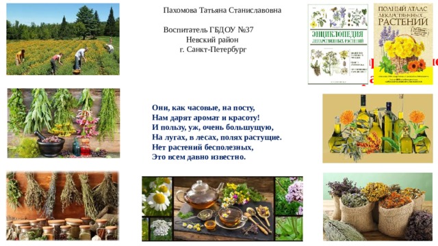 Пахомова Татьяна Станиславовна Воспитатель ГБДОУ №37  Невский район  г. Санкт-Петербург Лекарственные  растения  Они, как часовые, на посту,  Нам дарят аромат и красоту!  И пользу, уж, очень большущую,  На лугах, в лесах, полях растущие.  Нет растений бесполезных,  Это всем давно известно.                  