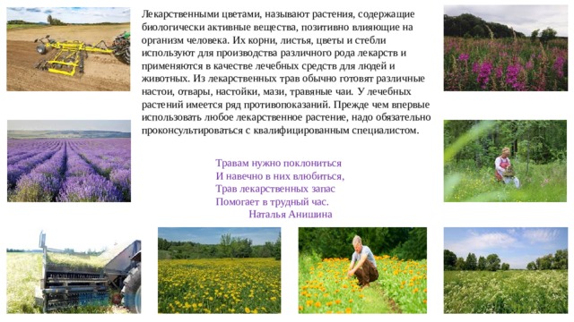 Лекарственными цветами, называют растения, содержащие биологически активные вещества, позитивно влияющие на организм человека. Их корни, листья, цветы и стебли используют для производства различного рода лекарств и применяются в качестве лечебных средств для людей и животных. Из лекарственных трав обычно готовят различные настои, отвары, настойки, мази, травяные чаи. У лечебных растений имеется ряд противопоказаний. Прежде чем впервые использовать любое лекарственное растение, надо обязательно проконсультироваться с квалифицированным специалистом. Па   атьяна Травам нужно поклониться  И навечно в них влюбиться,  Трав лекарственных запас  Помогает в трудный час.  Наталья Анишина 